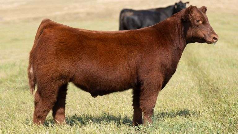 TAG 54 STEER
