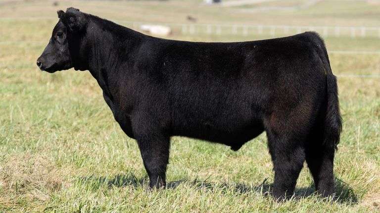 TAG 57 STEER