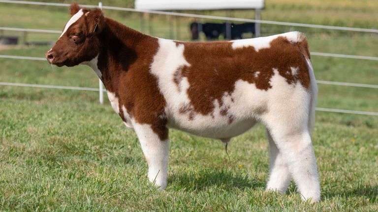 TAG 1 STEER
