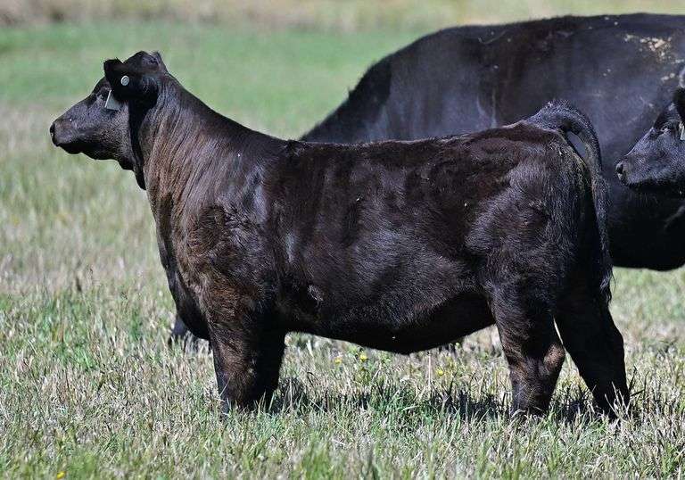 TAG F27  HEIFER