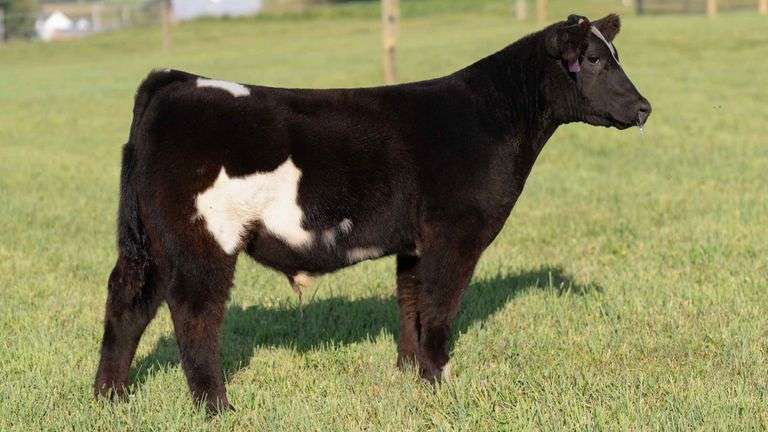 TAG 29 STEER