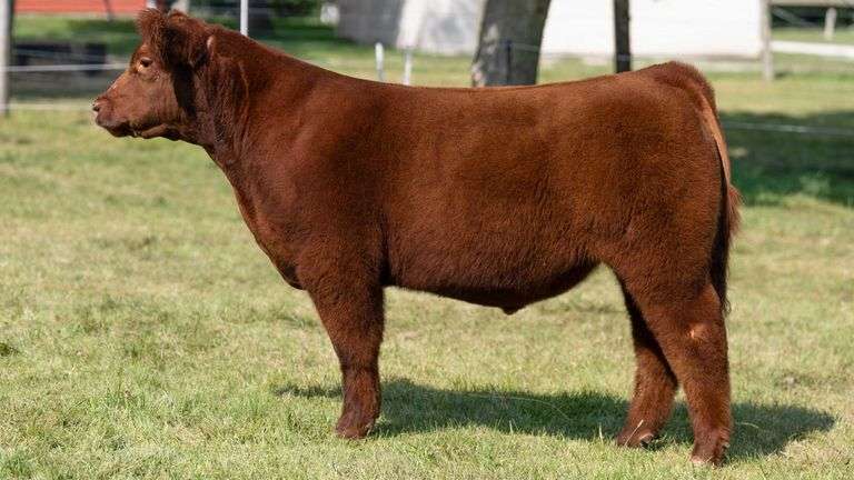 TAG 3 STEER