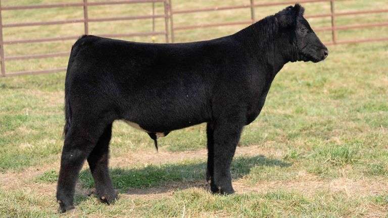 TAG 15 STEER