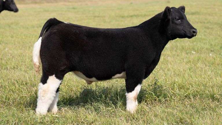 TAG 61 STEER