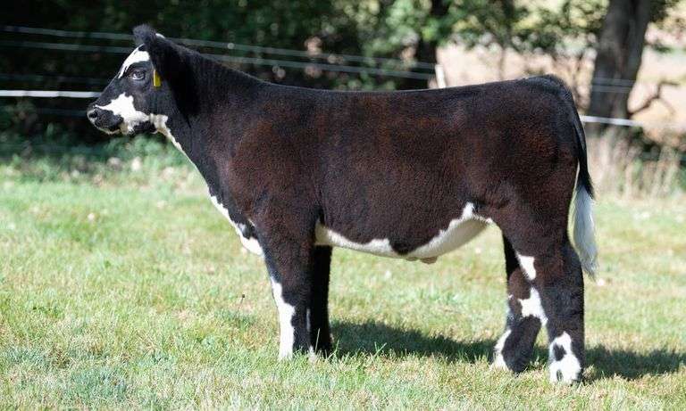TAG 985 STEER