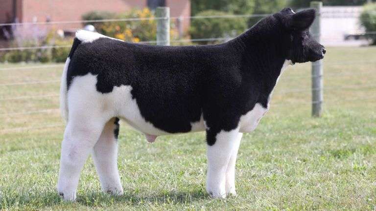 TAG 7 STEER