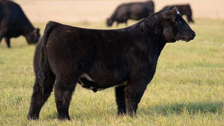 TAG 45 STEER