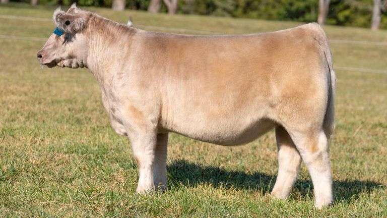 TAG 5 CHAR-COMPOSITE HEIFER