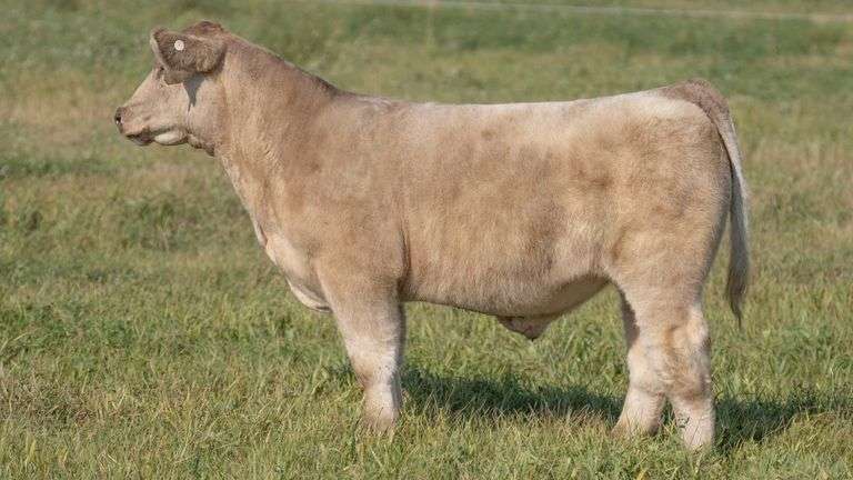 TAG 56 STEER
