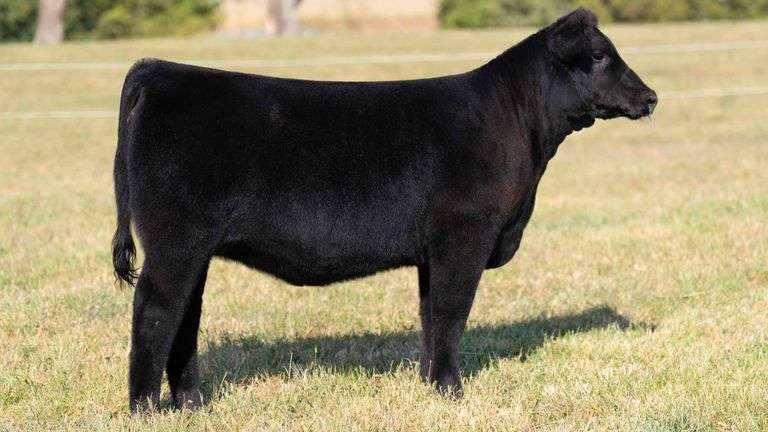 TAG 13 SHORTHORN-PLUS HEIFER