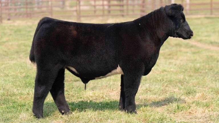 TAG 19 STEER