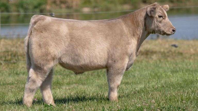 TAG 36 STEER