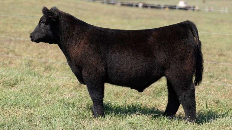 TAG 54 STEER