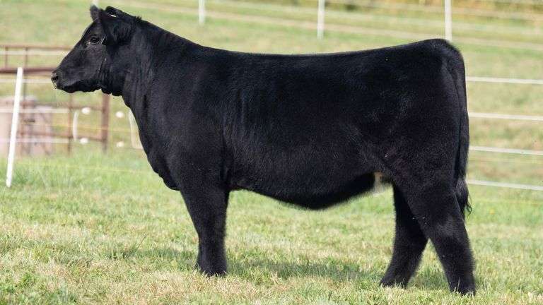 TAG 12 HEIFER