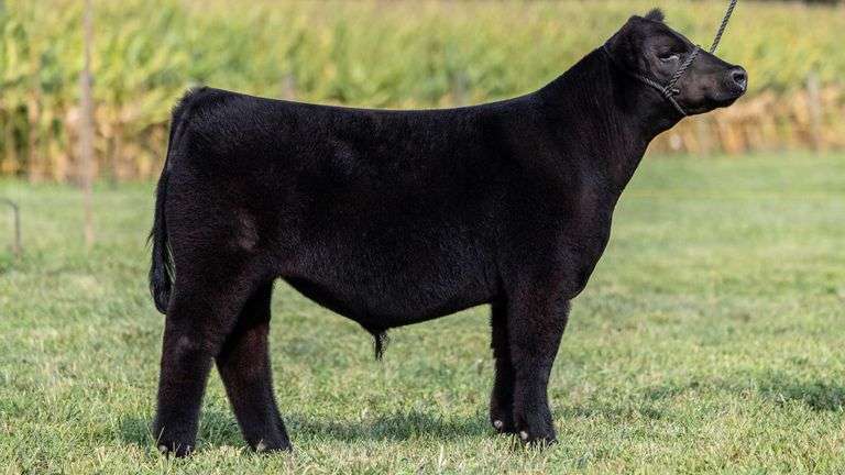 TAG 7 STEER
