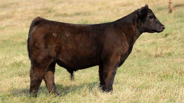 TAG 24 STEER