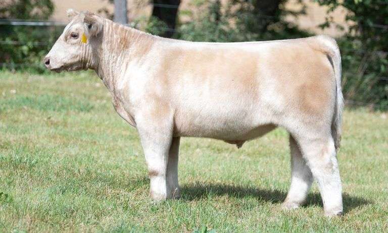 TAG 198 STEER
