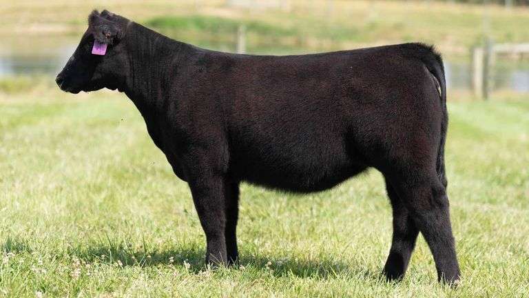 TAG 28 HEIFER