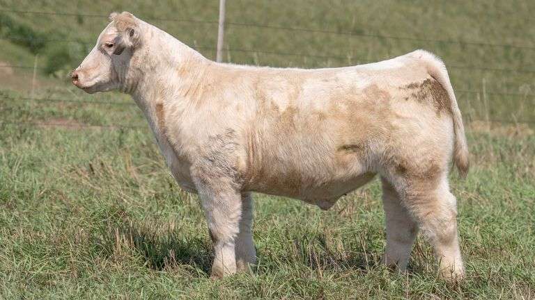 TAG 30 STEER