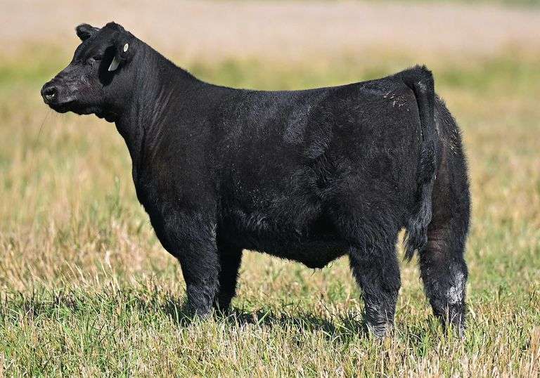 TAG F43 HEIFER