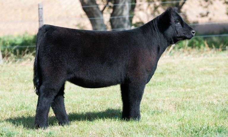 TAG 454 HEIFER