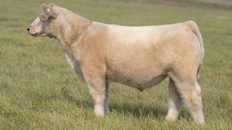 TAG 43 STEER