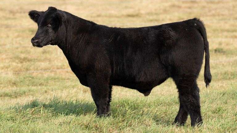 TAG 8 STEER