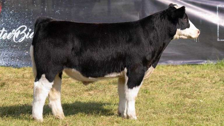 TAG 9 STEER