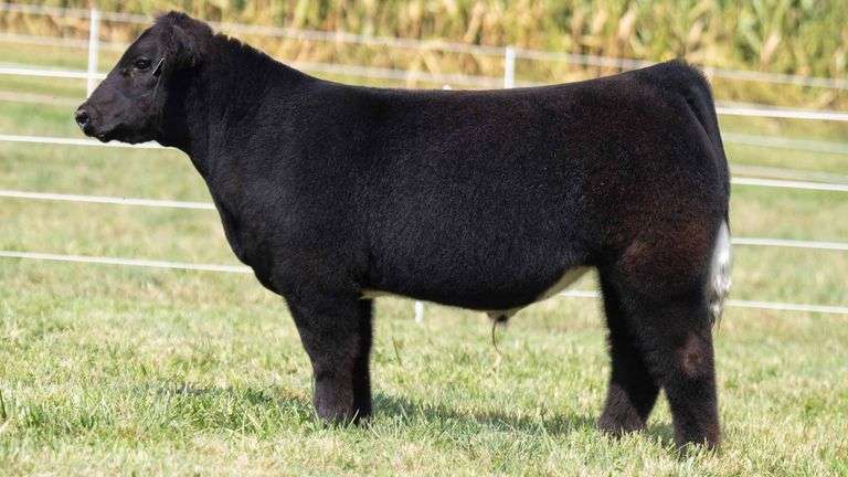 TAG 5 STEER