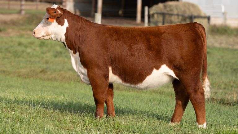 TAG 86 HEIFER