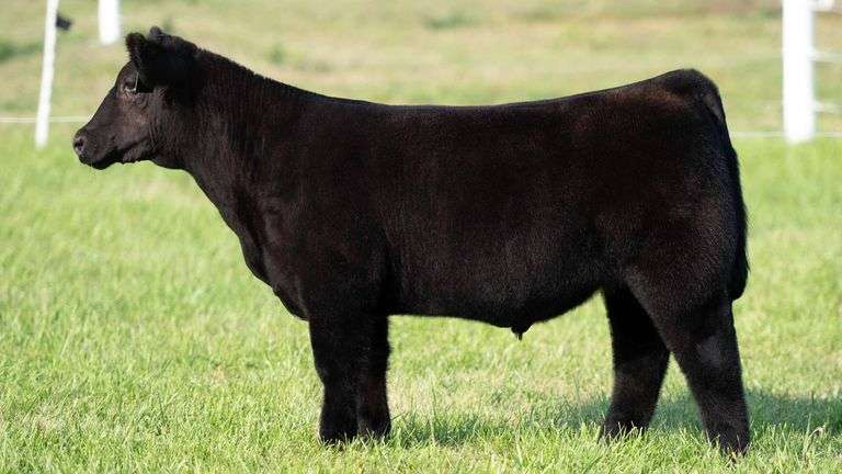 TAG 88 STEER