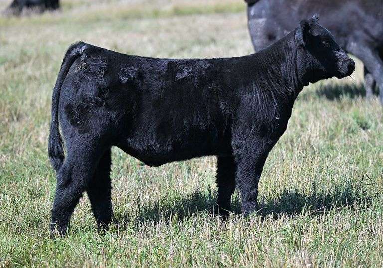 TAG G49 HEIFER
