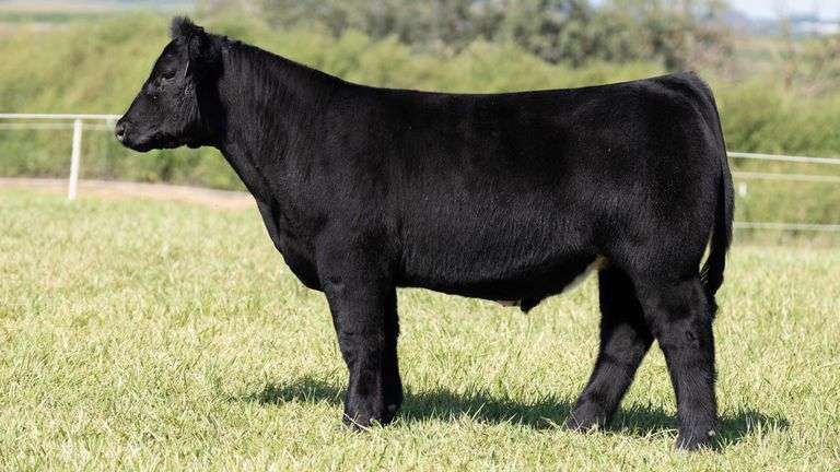 TAG 7 STEER
