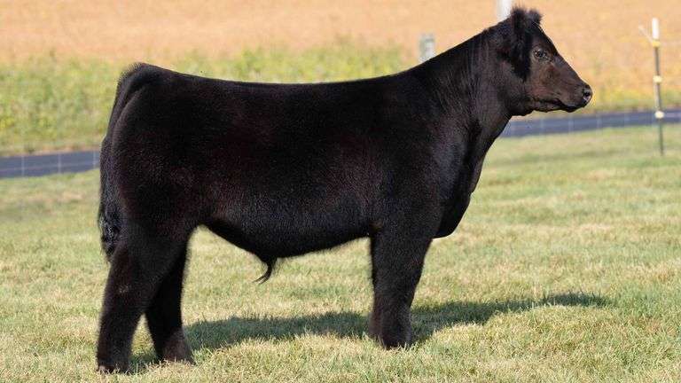 TAG 6 STEER