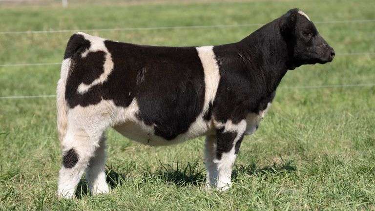 TAG 199 HEIFER