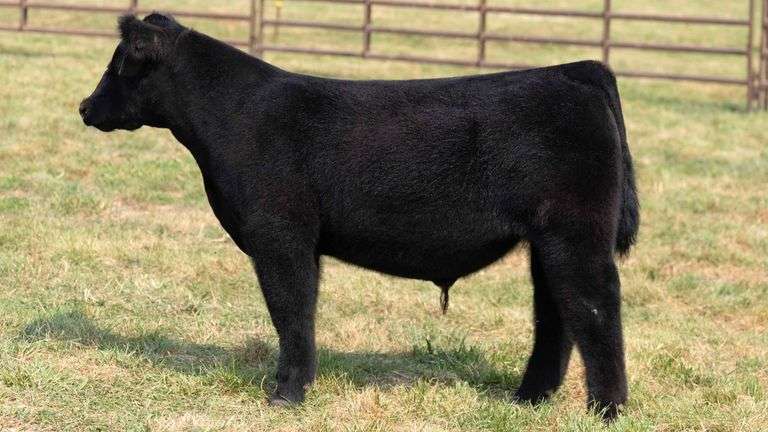 TAG 7 STEER