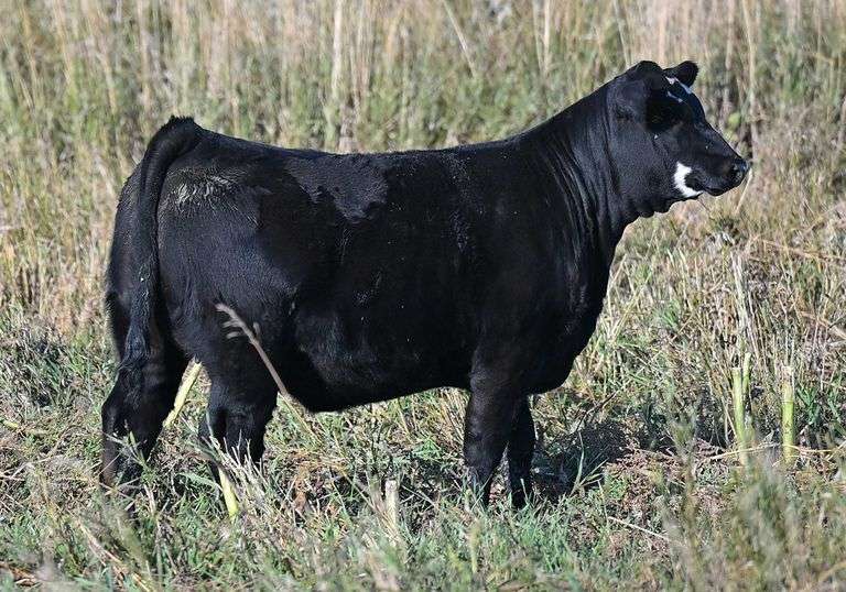 TAG E38 HEIFER