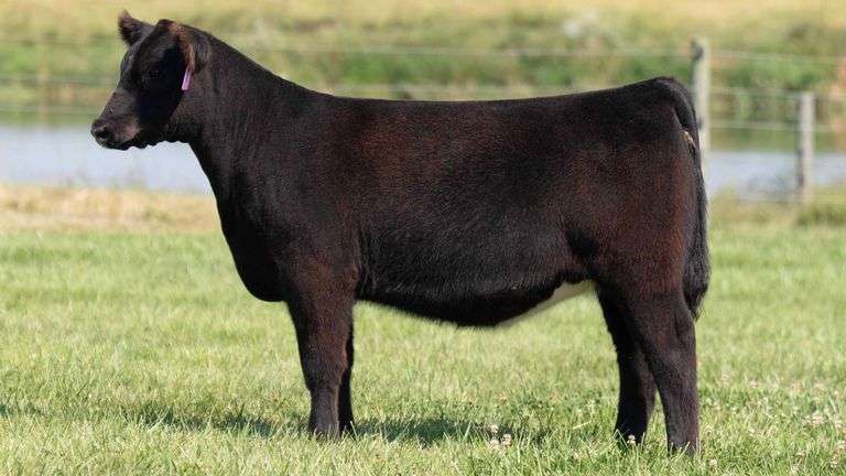 TAG 31 HEIFER