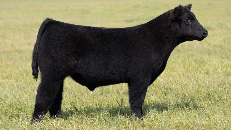 TAG 49 STEER