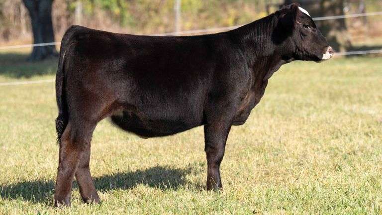 TAG 14 SIMMENTAL HEIFER