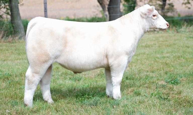 TAG 460 STEER