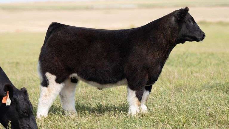 TAG 46 STEER