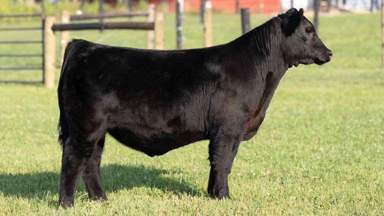 TAG 30 STEER