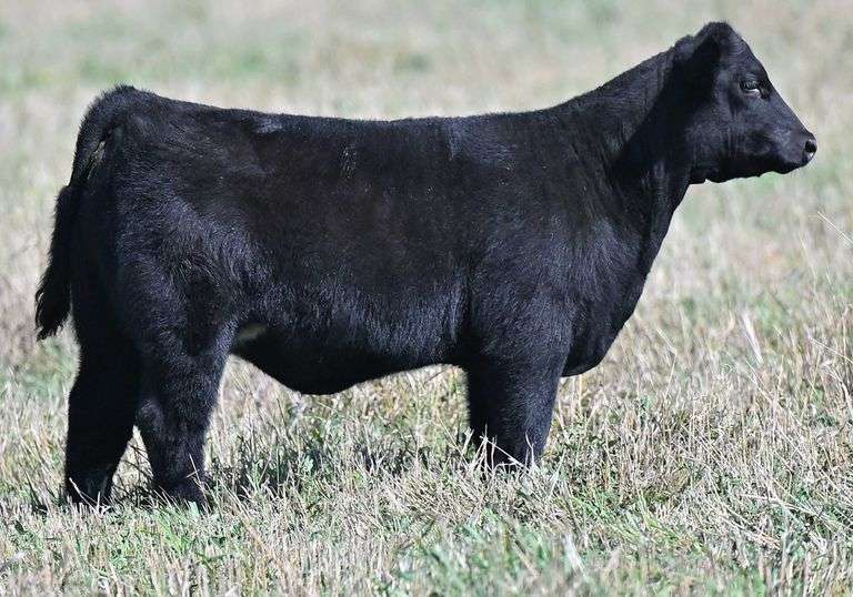 TAG G24 HEIFER