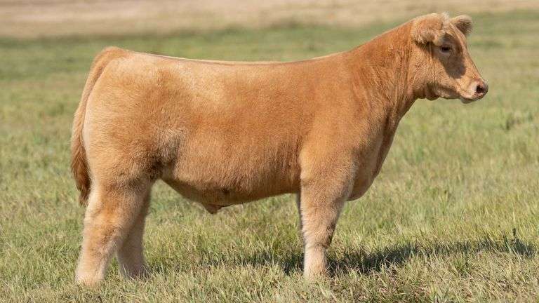 TAG 37 STEER