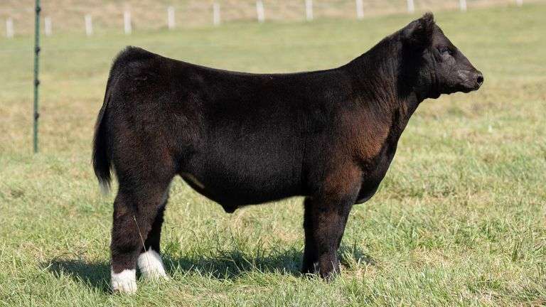 TAG 17 STEER