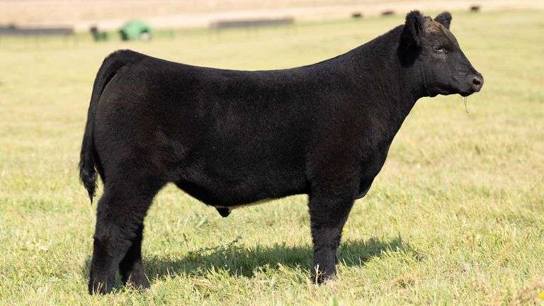 TAG 50 STEER