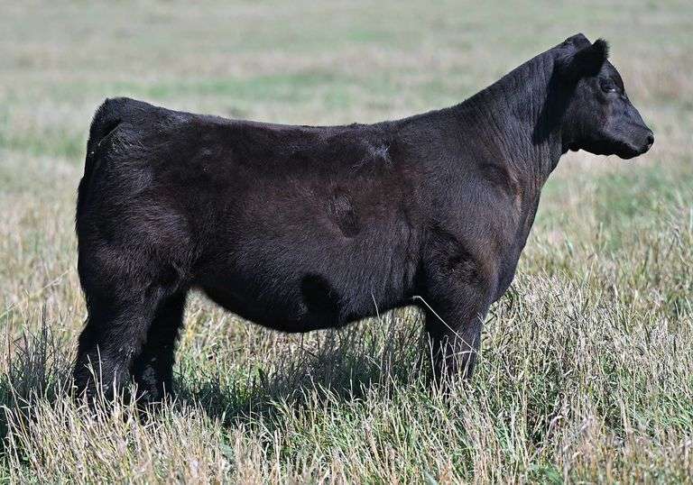 TAG D57 HEIFER