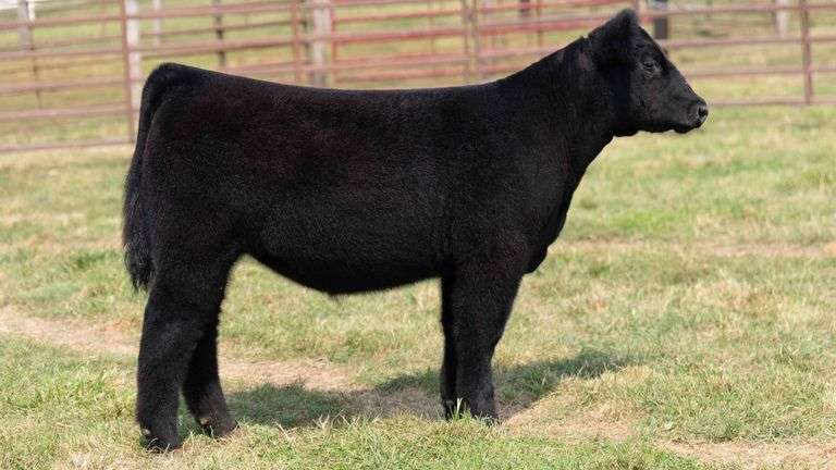 TAG 24 HEIFER