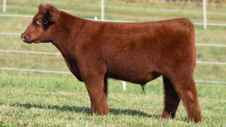 TAG 8 STEER